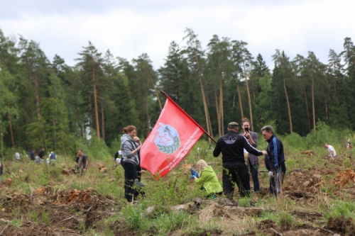 Общественники из «Боевого братства» высаживают сеянцы сосны в Красногорске
